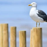 cacrus