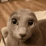 atwiDEVLOPER