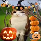 meowl_no1