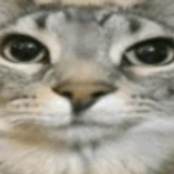 cat_da_scripter