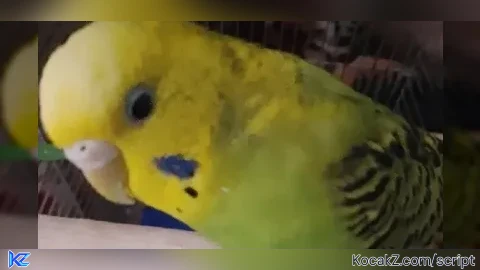Budgie Hub - Verified script for Content Deleted