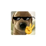 dhshcbdm