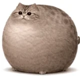 syncc