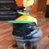 baconhub1