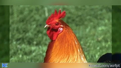 Rooster hub - Verified script for Universal Script