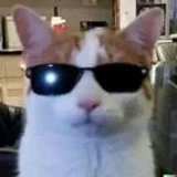 cattosoftworks