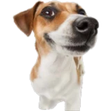 tenz