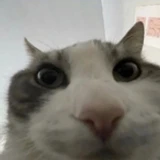 sirmeowsnotalot