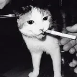 bfyv