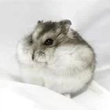 Hamsterovich