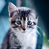 ILuvCatsAndwolves