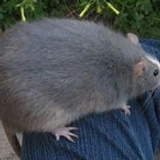 bigratmonster