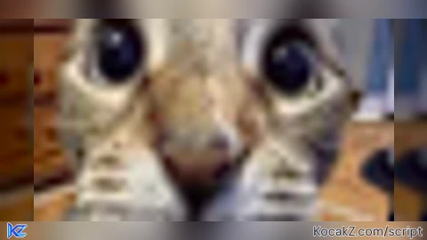 Catbypasser - Verified script for Universal Script