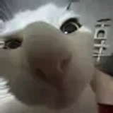 bee_1212