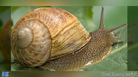 Snail Script - Verified script for Universal Script