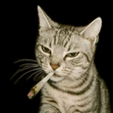 Shenanigan