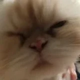 Catullah