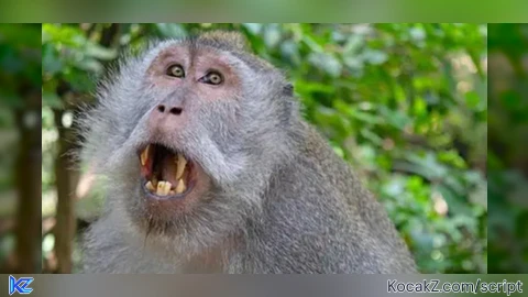 MONKEY HUB TELEPORT BYPASS UNDETECTED 50 FT - Verified script for Steal a Brainrot