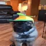 Dexz