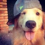 cafunedog