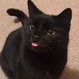 ckzw