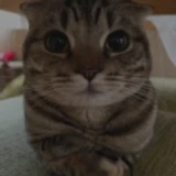 sc0t6