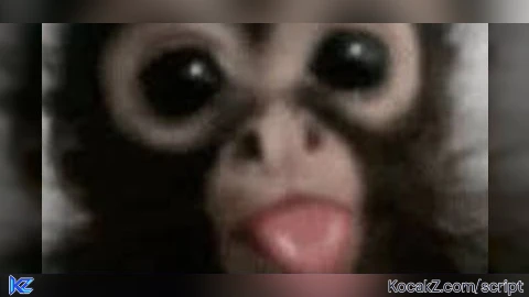 MonkeScripts Universal Fly Script - Verified script for Universal Script