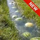 melon river tycoon *QUESTS*