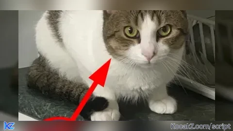 OP FAST ! etocats