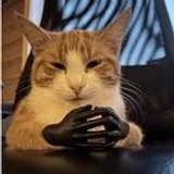Moggus