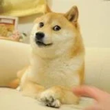 suchdoge