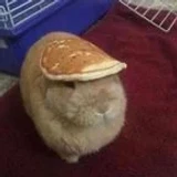 thewiiufan