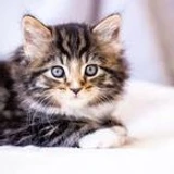 Coolcattboy