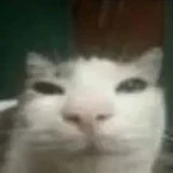 randomguy98