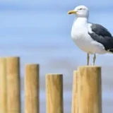 Pikangi*