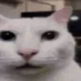 CatAutism