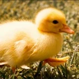 DuckClient_Scripts