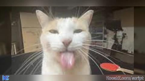 CAT HUB most scripts support solara REPOST - Verified script for Universal Script